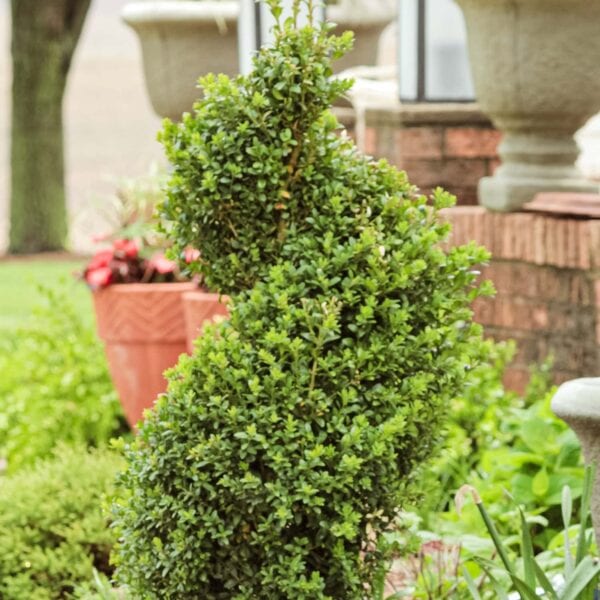 A spiral-shaped shrub in a flowerbed after being newly planted.