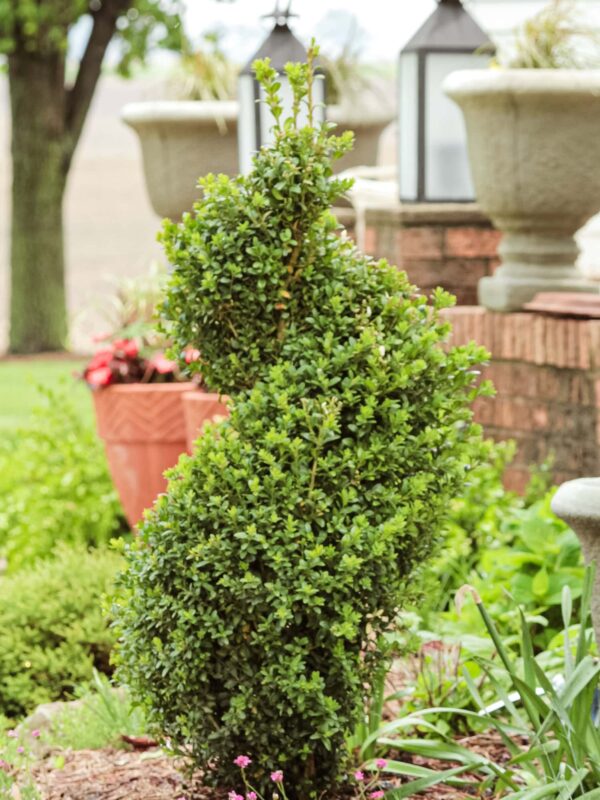 A spiral-shaped shrub in a flowerbed after being newly planted.