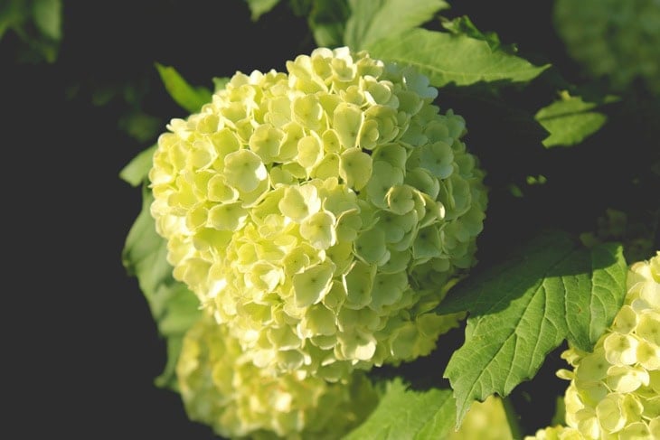 Large white bloom that looks like a hydrangea with rest of bush with green leaves in the background.