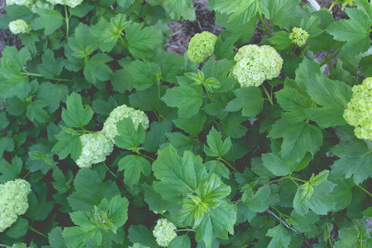 Snowball viburnum shrub with lots of green leaves with big white blooms opening up.