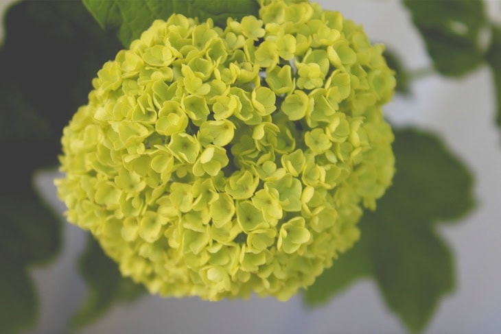 Large greenish white bloom on a Snowball viburnum bloom with leaves in the background.