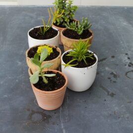 Slate table with six pots filled with succulents are being freshly potted.