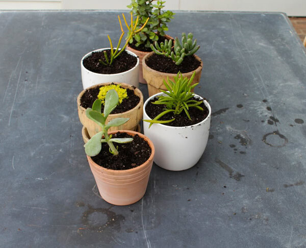 Slate table with six pots filled with succulents are being freshly potted.