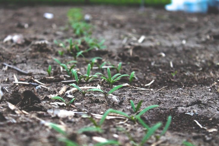 Garden bed soil with small little starts of plants sprouted and beginning to grow.