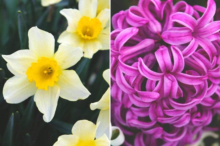 Two side by side pictures of flowers, one with daffodils in bloom and the other with a bright purple flower.