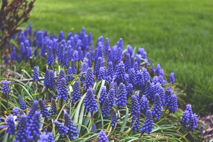 Bluish purple flowers called muscari in a flowerbed with green grass in background.