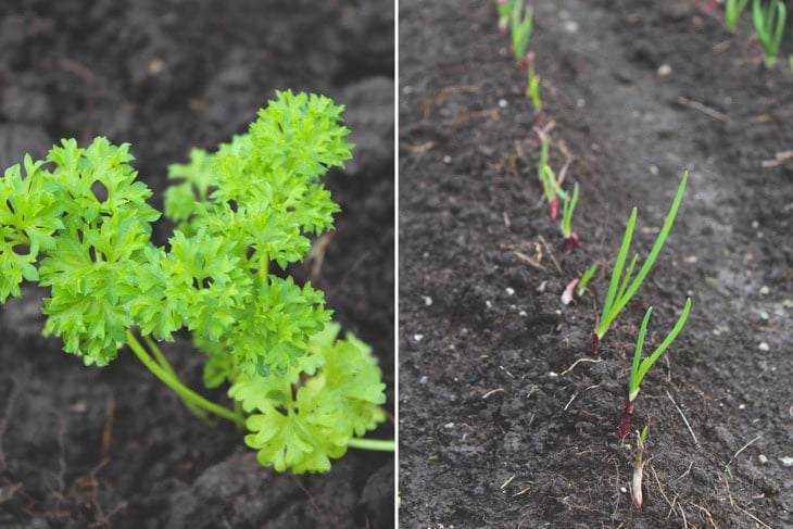 Rows of vegetables planted in the garden including onions and parsley all in fresh soil.