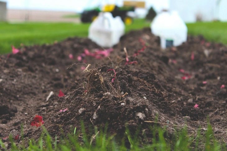 Mounds of soil in the garden with plastic jugs covering some of the plants with a tractor in the background.