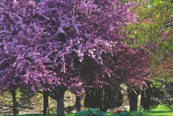 Flowering crab apple trees with lots of bright purple blooms with hostas all along the base.