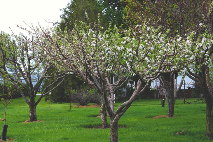 Flowering trees in an orchard with pruned shape to the trees all with green grass.