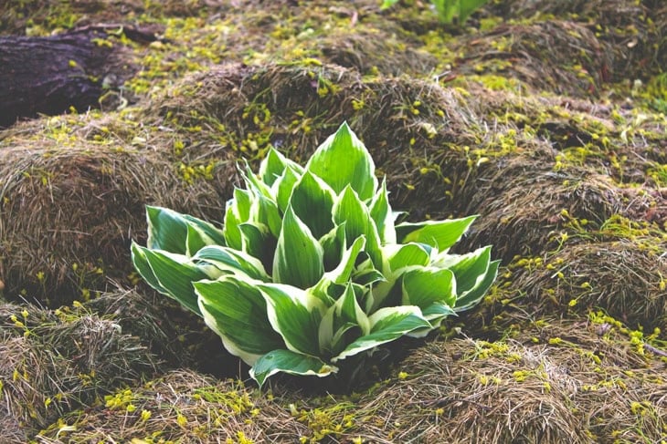 Large hosta sitting in a flowerbed with soil and grass clippings all around showing its bright green and white coloring.