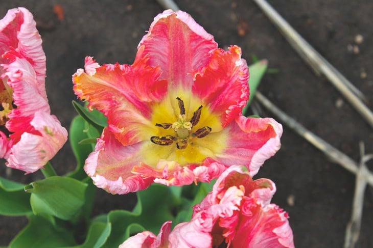 Bright pink flower growing in a flowerbed with a bright yellow center.