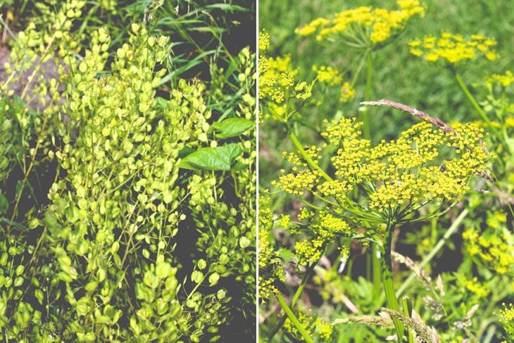 Two side by side pictures of greenery growing in a flowerbed before being cut for a flower arrangement.
