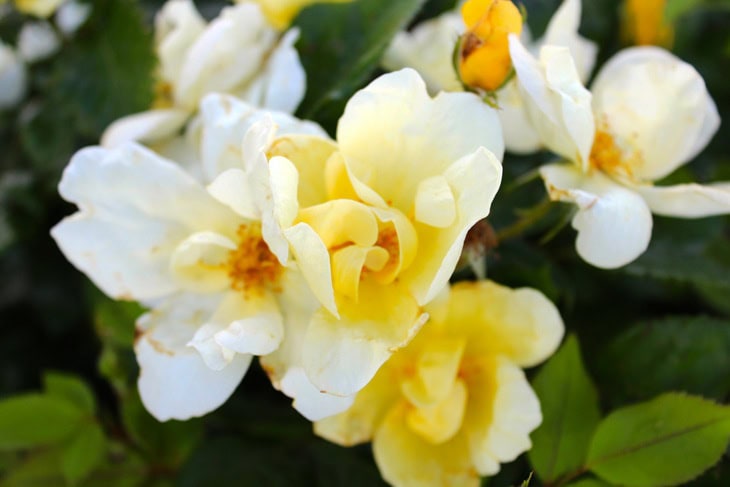 Large white and yellow colored roses called Knock Out Roses with greenery in the background.