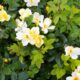 Large Knock Out Rose bush with white and yellow flowers blooming.