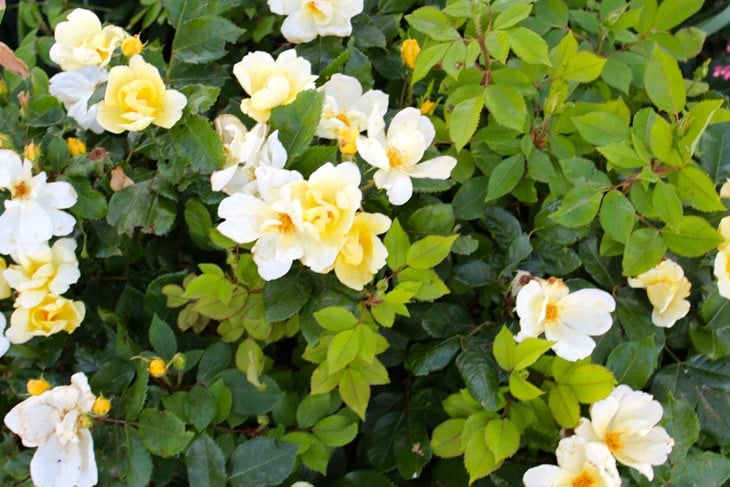 Large Knock Out Rose bush with white and yellow flowers blooming.