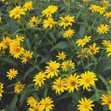 A bunch of yellow daisies in a flowerbed with their full bloom.