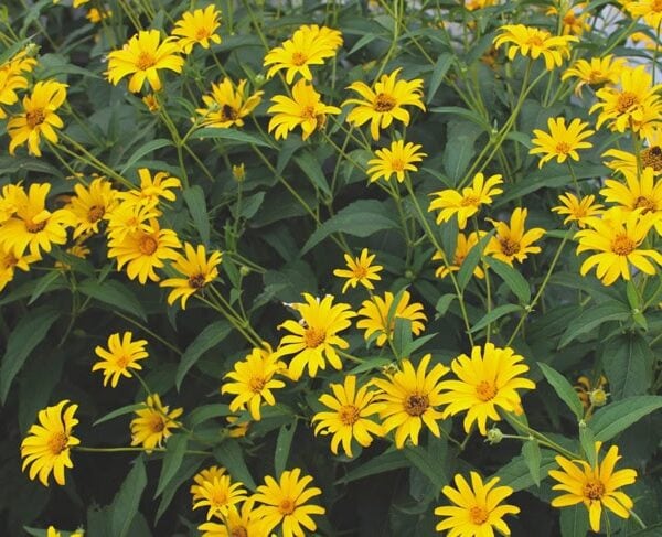 A bunch of yellow daisies in a flowerbed with their full bloom.