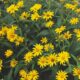 A bunch of yellow daisies in a flowerbed with their full bloom.
