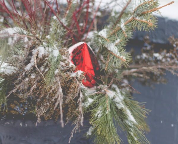 Snow-covered greenery branches and red ornament in an outdoor Christmas urn with branches piled around as well.