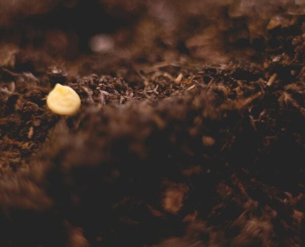 Soil with a single solitary seeds ready to be covered to begin growing.