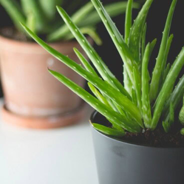 Two indoor household plants sitting on a white surface in black and terra cotta pots with spiky green leaves.