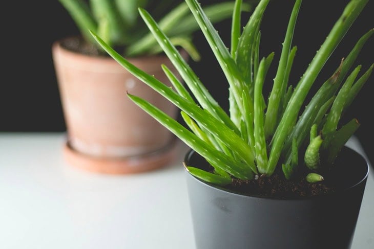 Two indoor household plants sitting on a white surface in black and terra cotta pots with spiky green leaves.