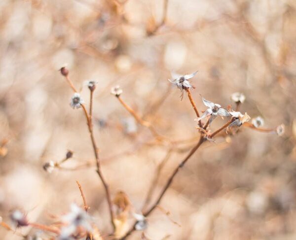 Spring growth with small little buds growing on a plant in the garden before being trimmed.