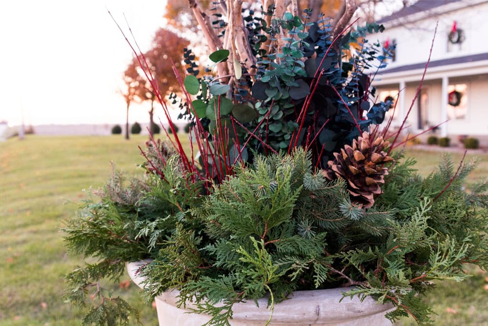 Large concrete urn packed with Christmas greens creating a Christmas urn with pinecones and red branches and eucalyptus.