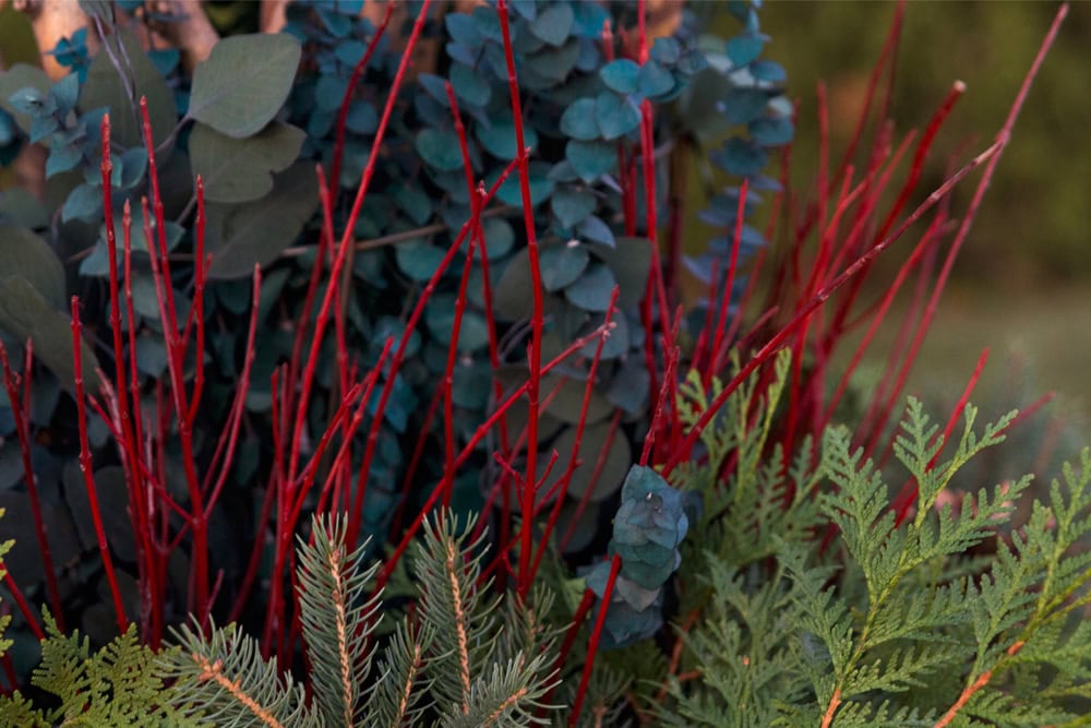 Christmas urn stuffed full of red sticks with greenery around the base and eucalyptus along the top.