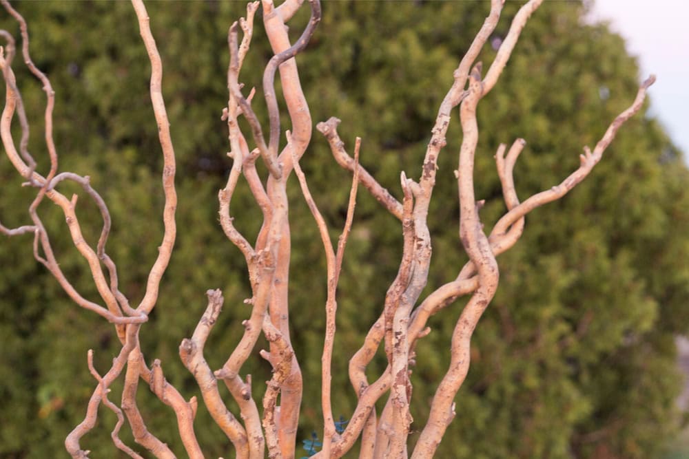 Twigs ready to be put in a Christmas urn with green trees in the background.