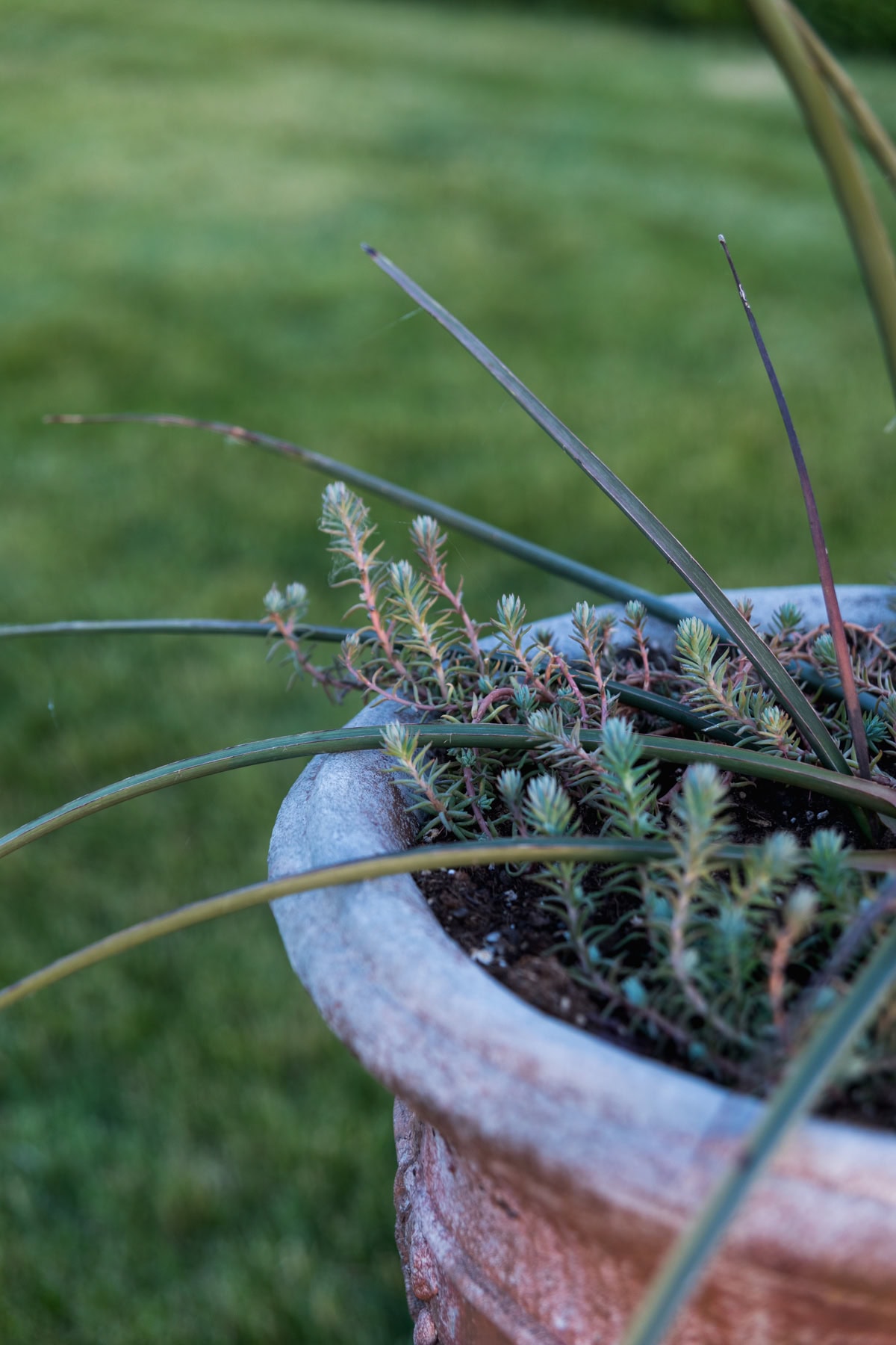 Terra cotta urn with spiky agave planted in the center with small drought-tolerant plants all around.