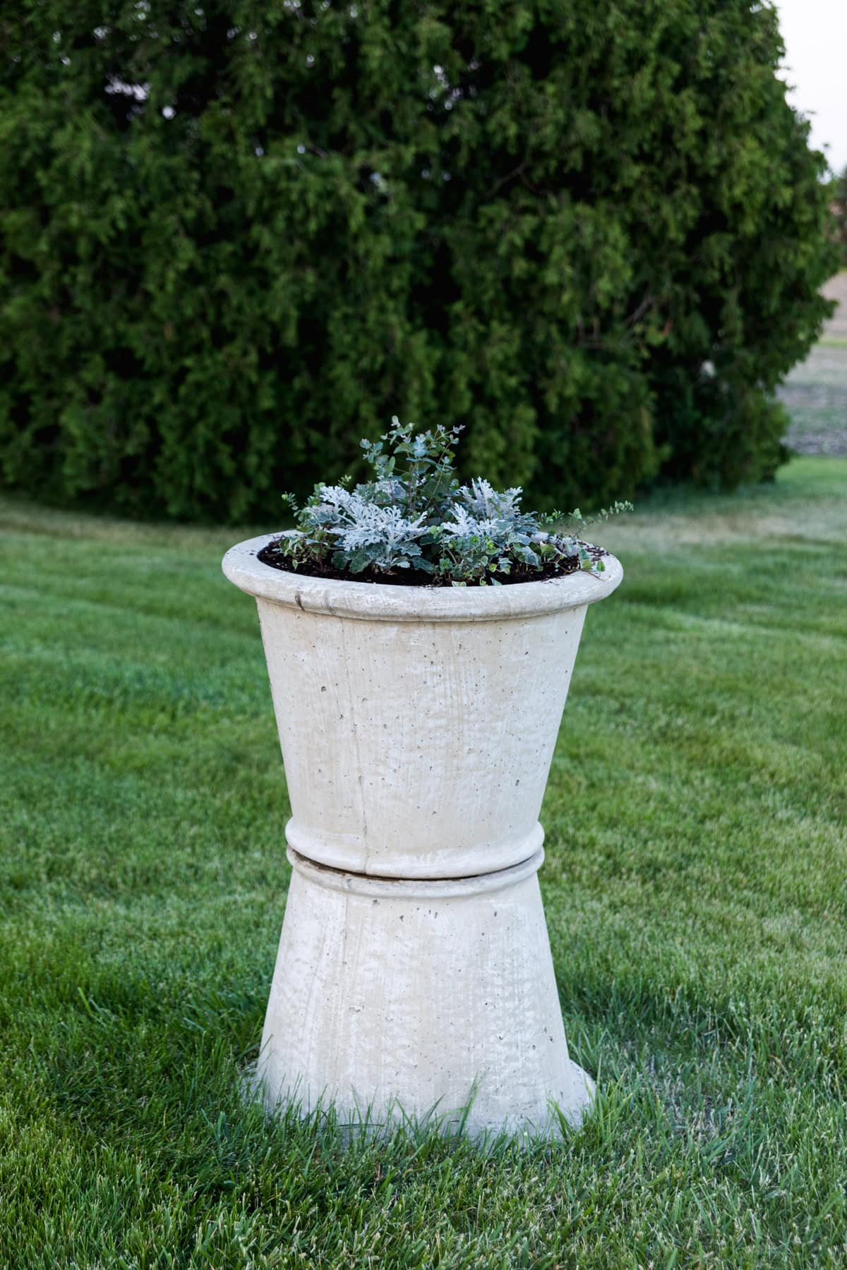 Concrete urn sitting in grass in a yard with green-colored small plants planted in the middle before really growing for the summer season.