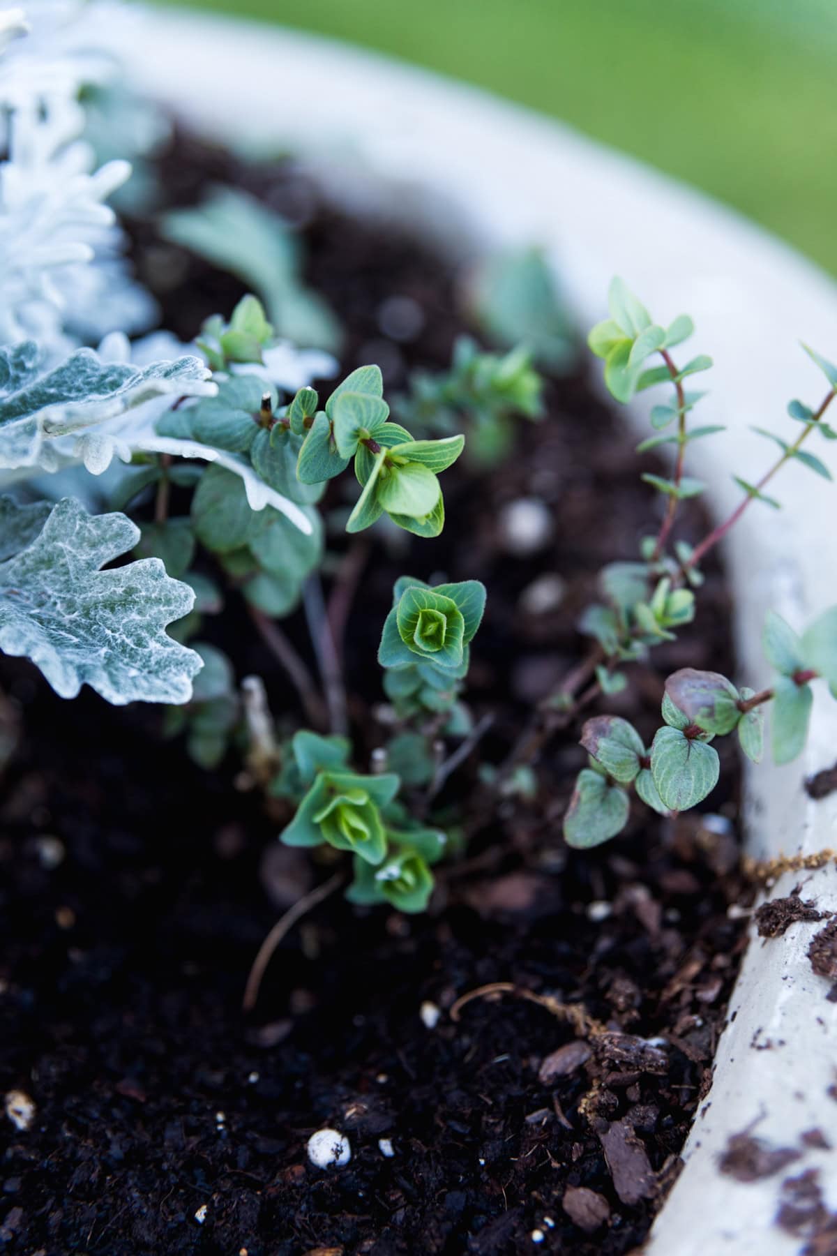 Concrete urn planted with dusty colored and green colored small plants with soil about to grow for the summer season.