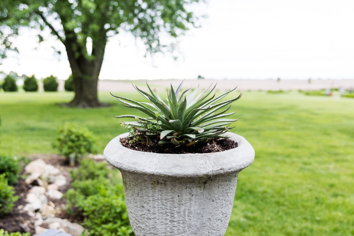 Concrete urn filled with a single agave sitting on a wall with green grass expanding into the background.