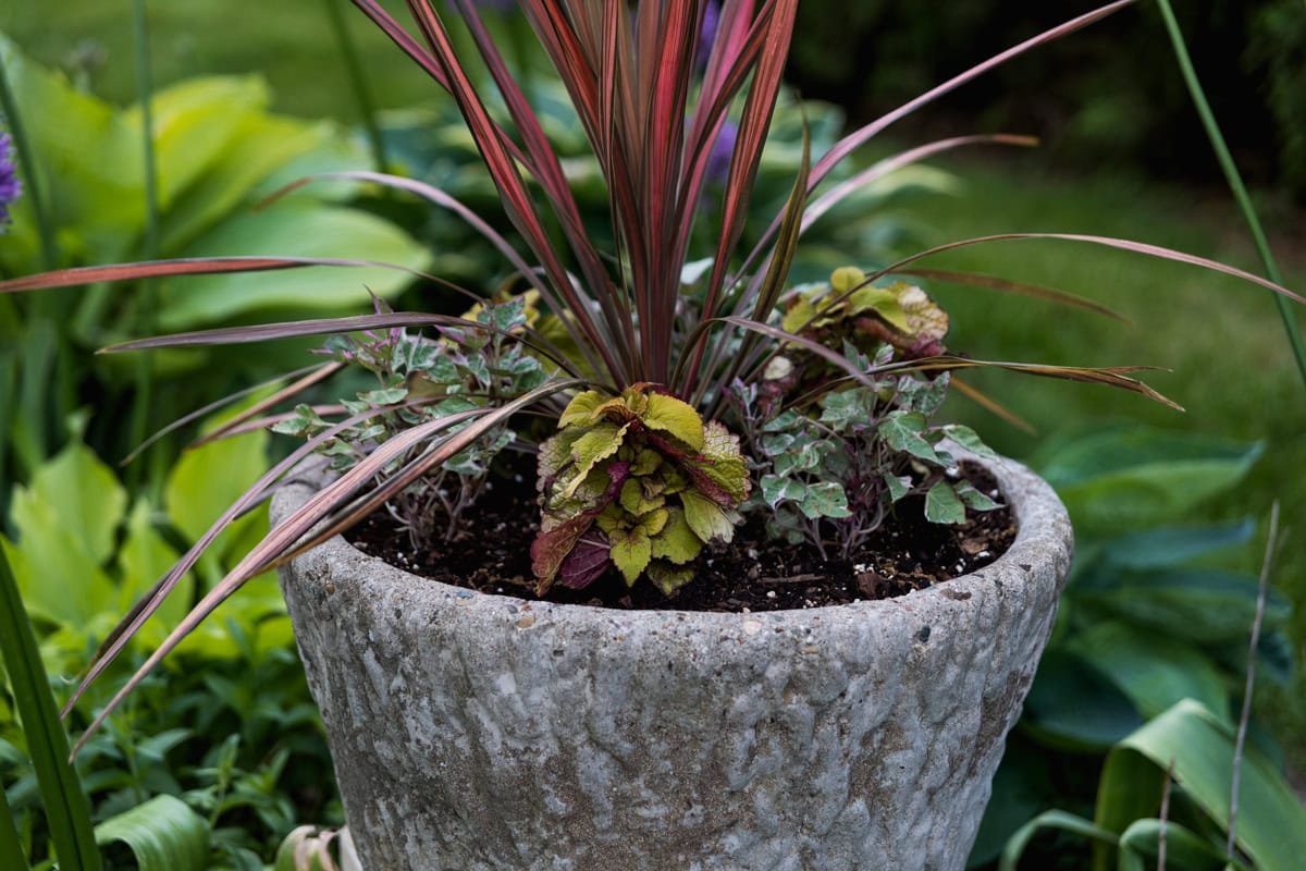 Concrete planter filled with flowering spiky red plant with smaller muted flowers around the base filled with soil.