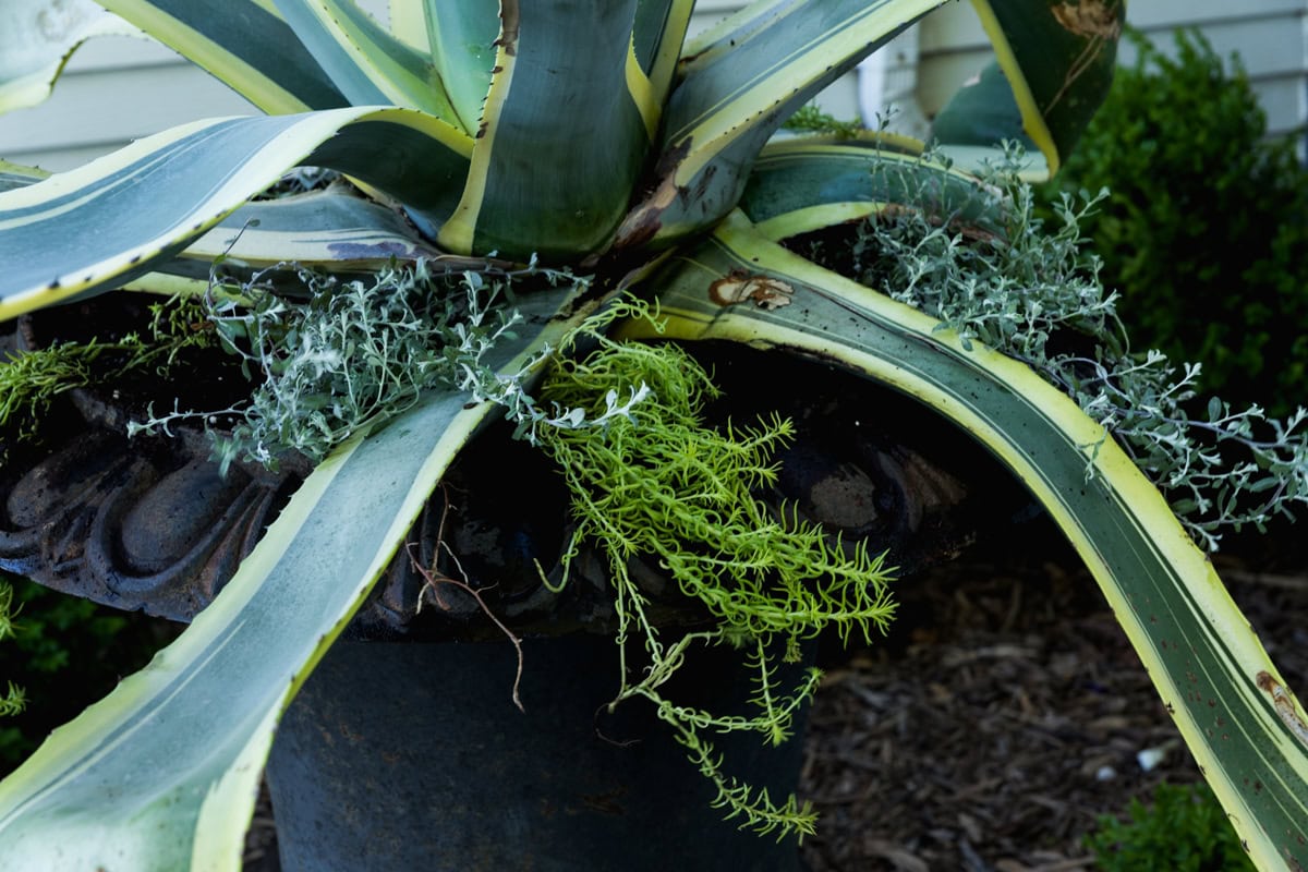 Large agave in a black cast iron urn with greenery grown all around the base after being freshly planted.
