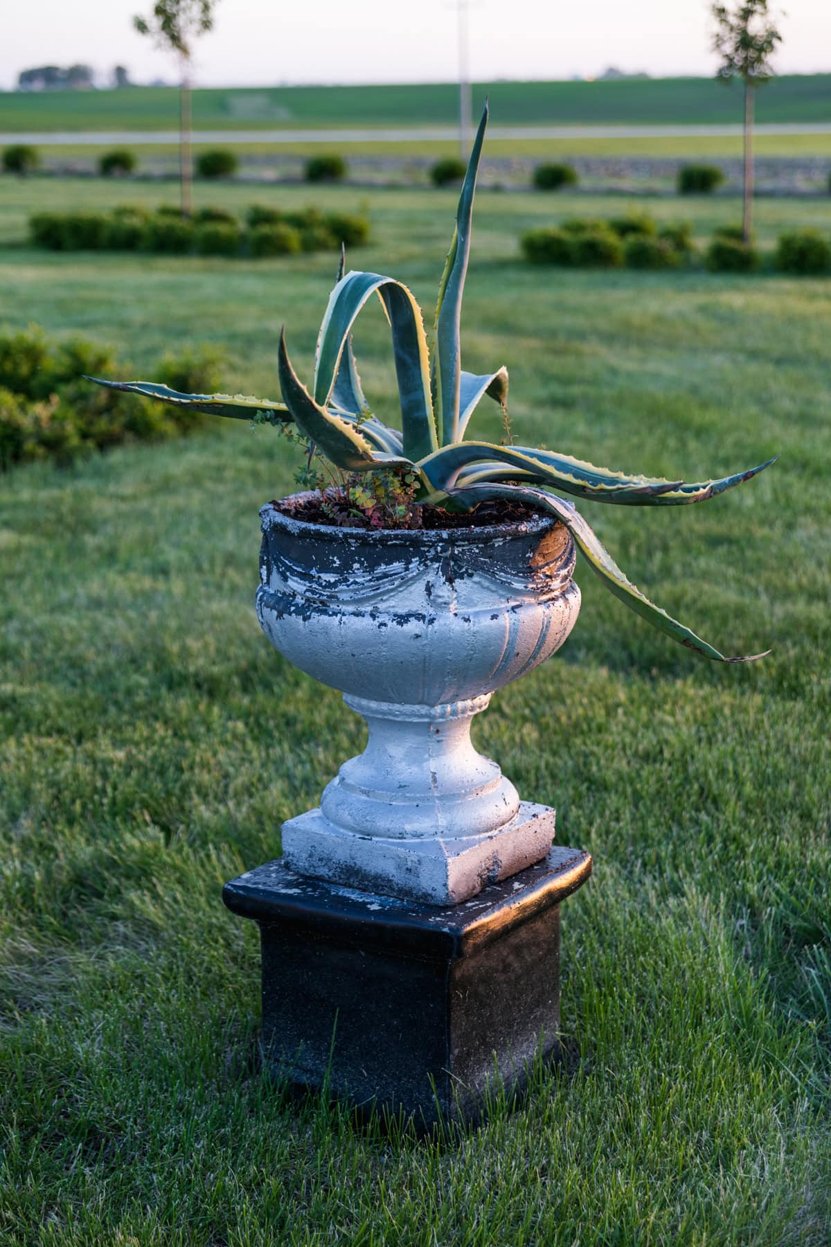 Large metal urn in silver set on a pedestal in the middle of a yard with an agave planted in the soil.