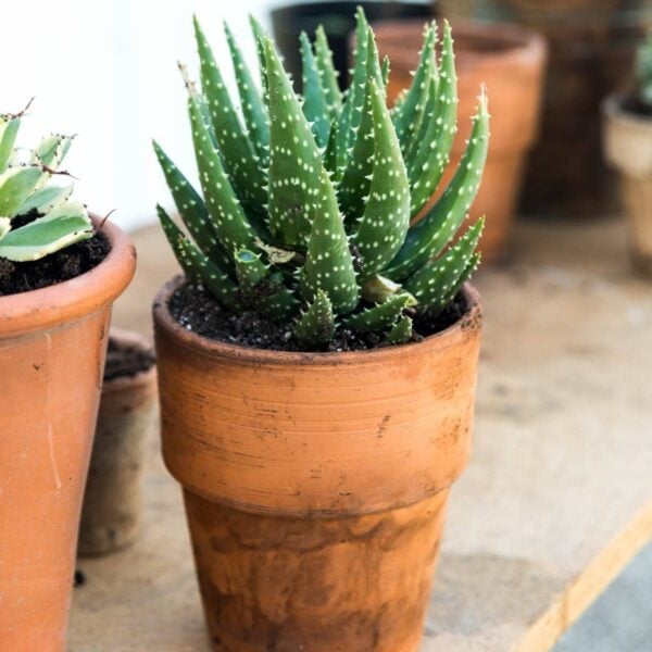Spiky potted plant in a terracotta pot on a table.