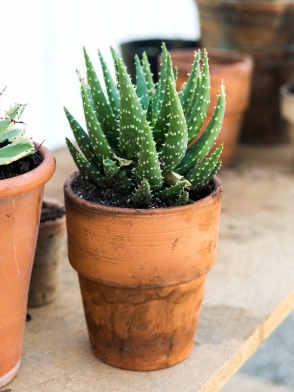 Spiky potted plant in a terracotta pot on a table.