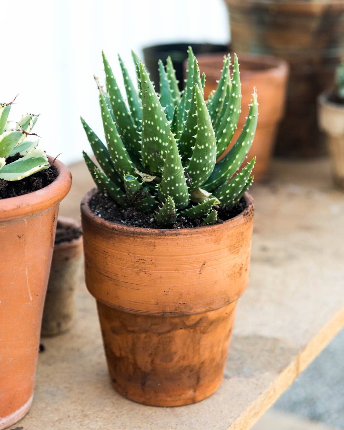 How To Split And Maintain Potted Plants Wyse Guide