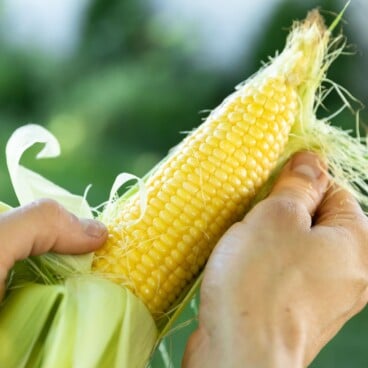 Ear of corn with sides pulled down being held by two hands with blurry greenery in background