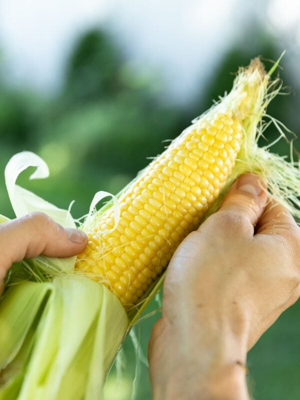 Ear of corn with sides pulled down being held by two hands with blurry greenery in background