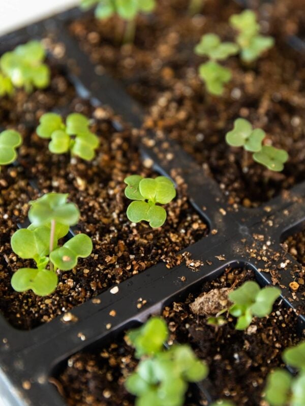 Small green seed plants sticking out of soil in a black container filled with dark brown soil