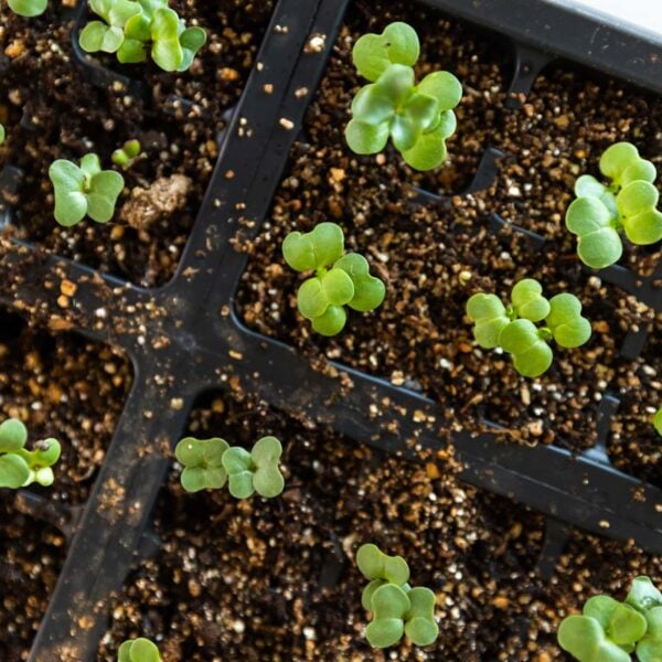 Top down view of small green plants shooting out of dark brown soil in black container all on white countertop