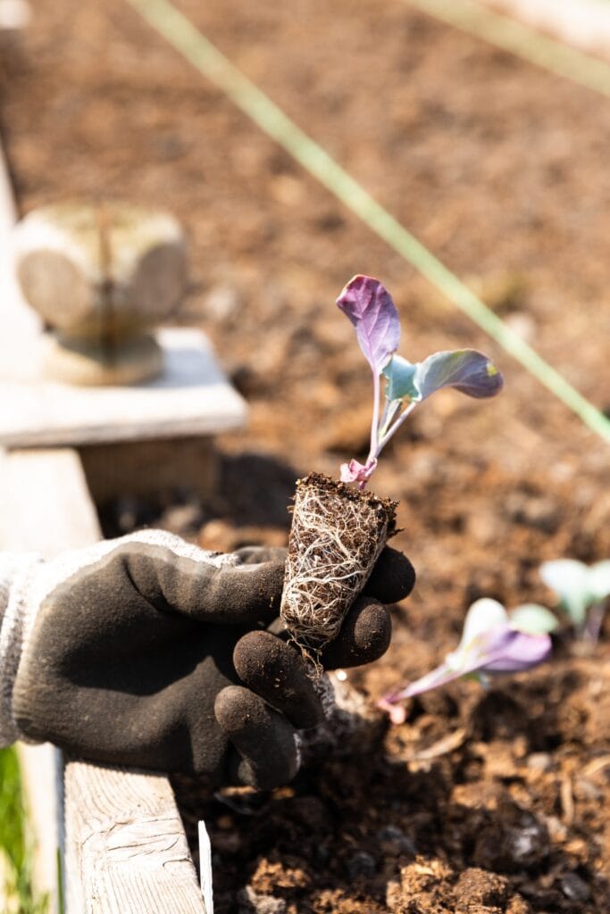 How to Plant Seedlings in the Garden Wyse Guide