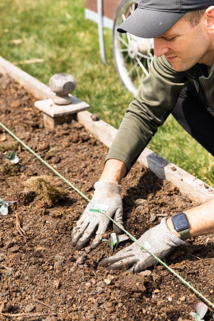 How to Plant Seedlings in the Garden Wyse Guide