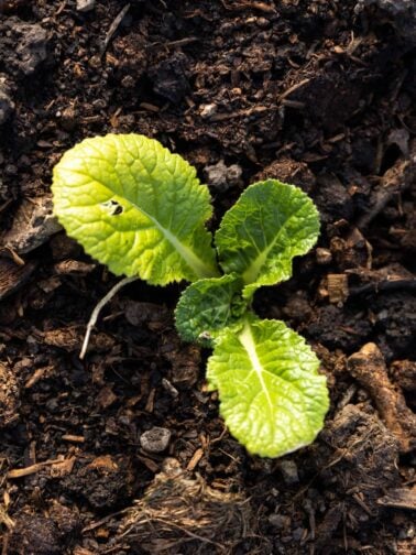 Top down view of green colored plant sitting dark brown dirt