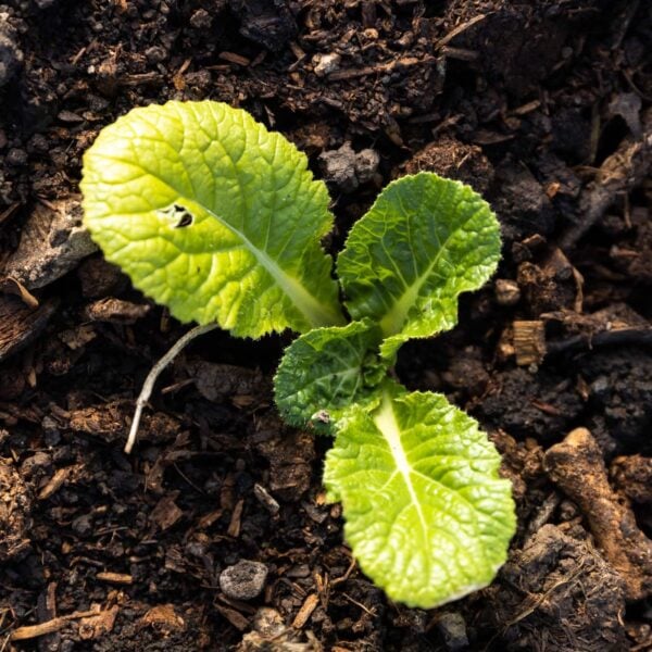 Top down view of green colored plant sitting dark brown dirt