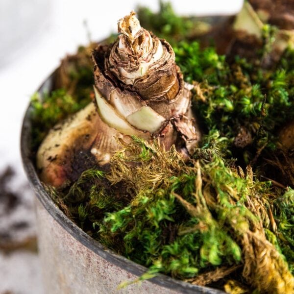 Amaryllis bulb planted in dirt with moss all around all sitting in metal container on white countertop